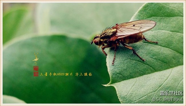 發(fā)幾張本人用三星NOTE系列手機(jī)所拍的相片和書(shū)手的書(shū)法作品