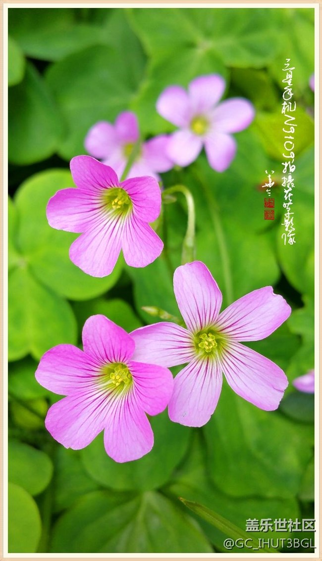 發(fā)幾張本人用三星NOTE系列手機(jī)所拍的相片和書(shū)手的書(shū)法作品