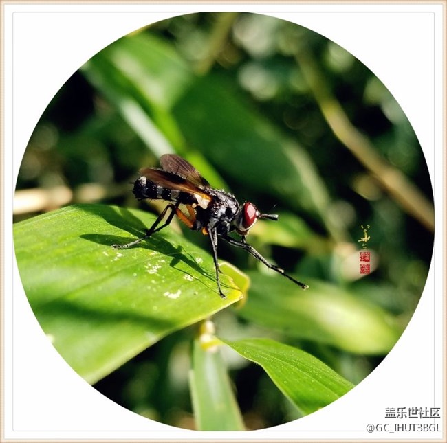 發(fā)幾張本人用三星NOTE系列手機(jī)所拍的相片和書(shū)手的書(shū)法作品