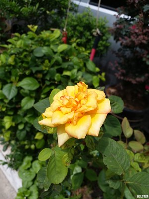 c9 pro 拍花草效果都不錯(cuò)  就是拍人像不行