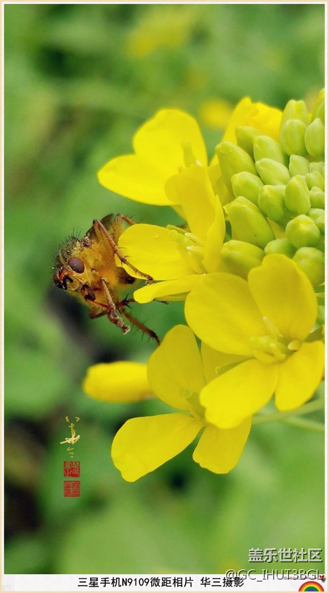 發(fā)幾張本人用三星NOTE系列手機(jī)所拍的相片和書(shū)手的書(shū)法作品