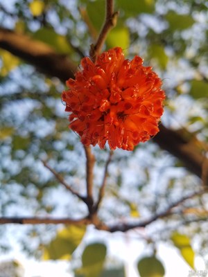 構(gòu)樹(shù)果實(shí)