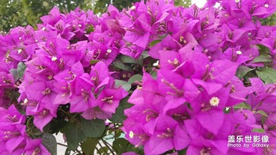 街花