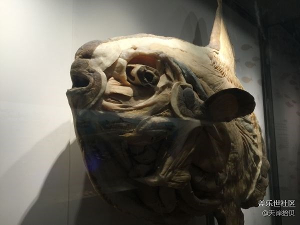 于公子帶你走進(jìn)上海自然博物館