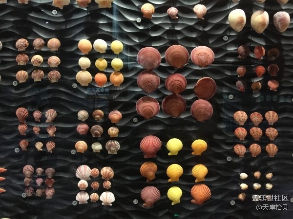 于公子帶你走進(jìn)上海自然博物館