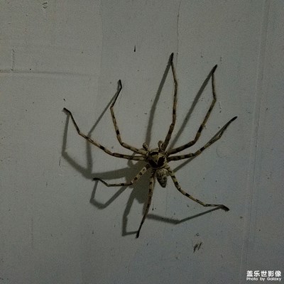 昨晚下班回來(lái)偶遇這貨，和上次從門縫鉆出來(lái)的差不多