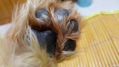 給我看看手相吧