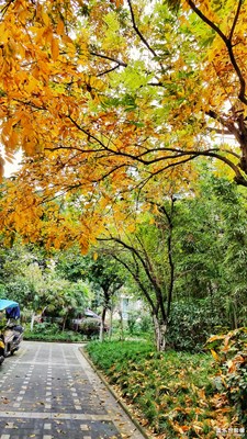 《秋天的故事》+久違的秋意