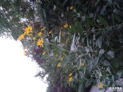 《秋天的故事》+秋花、秋果、秋蔬