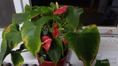 《秋天的故事》+花葉