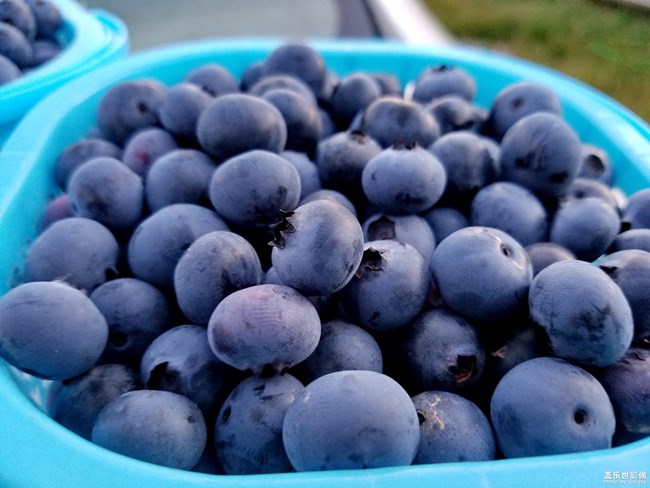 藍莓
