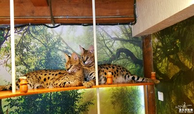 《秋天的故事》+當(dāng)貓貓遇到了Gear 360......