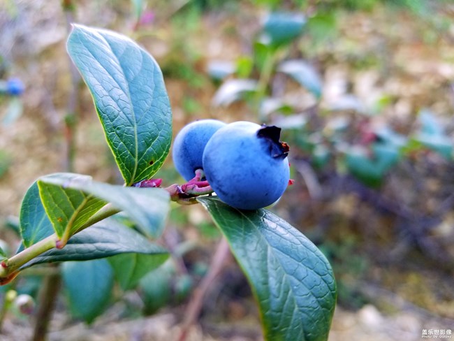 藍莓