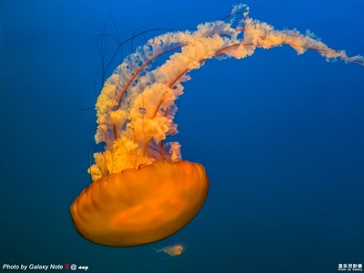 三星蓋樂世 Note8 上手試拍（四）