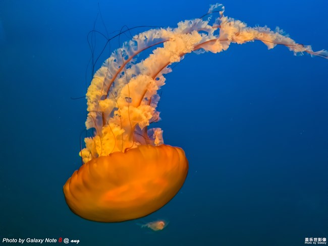 三星蓋樂世 Note8 上手試拍（四）