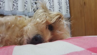 我倒，倒，倒