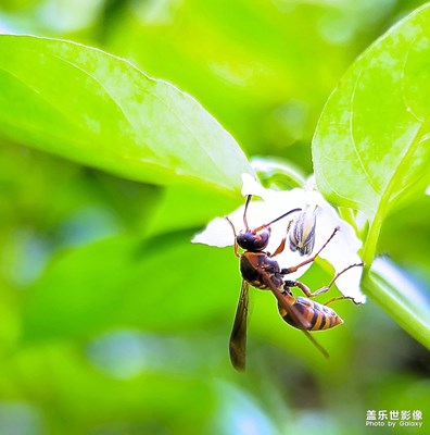 G9350拍微距一組