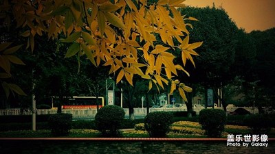 《秋天的故事》+一葉知秋