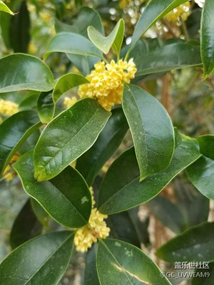 《吃喝玩樂》+假期賞花