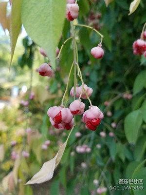 十一假期團(tuán)圓季+秋日賞花