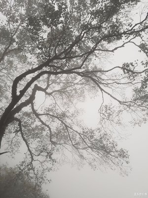 《吃喝玩樂(lè)》+  s7拍出水墨畫(huà)的感覺(jué)