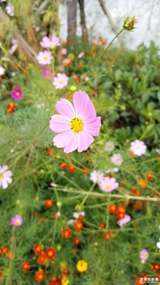 路邊野花也要采。先拍了再說！