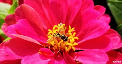 《吃喝玩樂》+那年花開