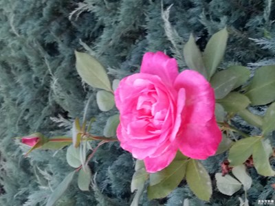 【吃喝玩樂】+隨便拍拍