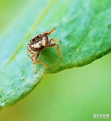 一場秋雨一場寒！一年中蟲蟲最后的日子！