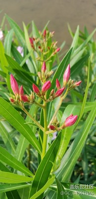深圳香蜜公園