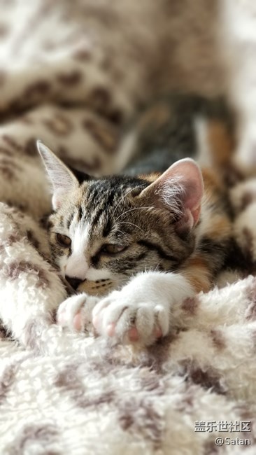 Note8隨手拍家里小野貓