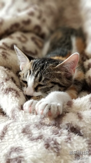 Note8隨手拍家里小野貓