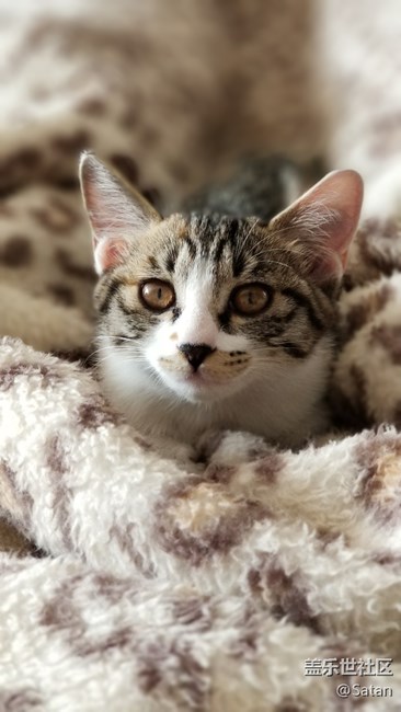 Note8隨手拍家里小野貓