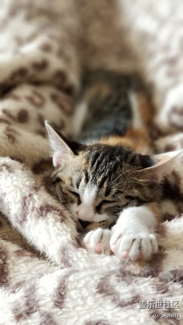 Note8隨手拍家里小野貓