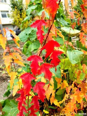 秋天小區(qū)一角