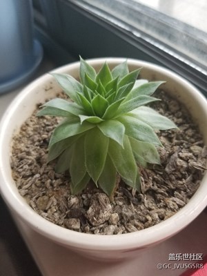 家里種的多肉植物