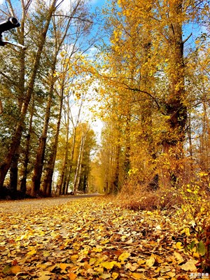 秋季秋葉秋草黃