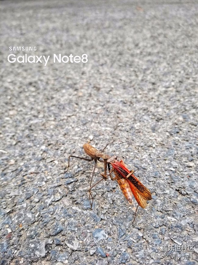 Note8隨拍。