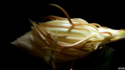 花期短暫影留長