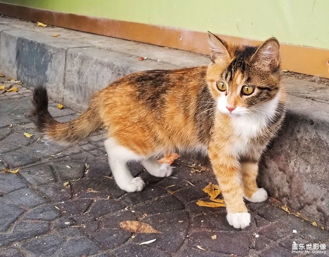 絕不看鏡頭的貓