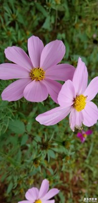 隨便拍，note8照相還蠻清楚的