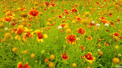 路邊的野花......預備，唱