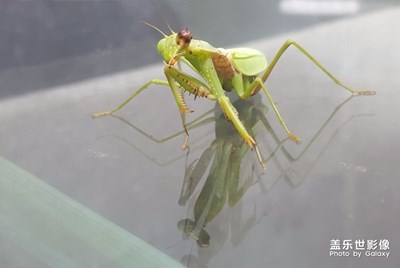 昆蟲世界的堂?吉柯德。