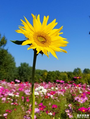 拍才知道+奧森波斯菊展