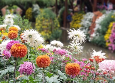 【拍，才知道】帶著note8去麗江-香格里拉-利用雙攝功能