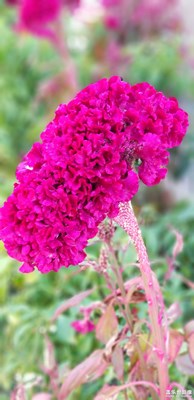 花花草草