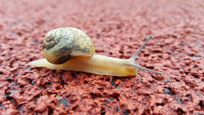 拍才知道+一步一步-蝸牛