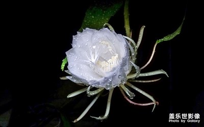 拍才知道+曇花一現(xiàn)