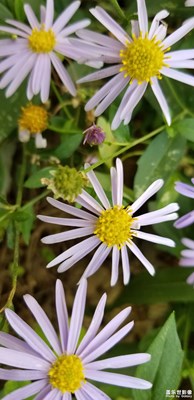 自動(dòng)拍攝。。