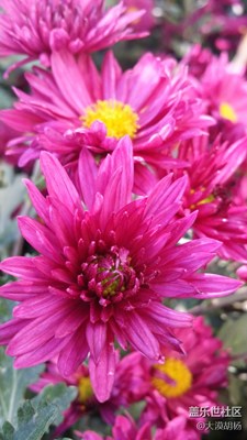 拍才知道+菊之韻